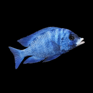 Placidochromis Mdoka White Lips African Cichlid 4cm