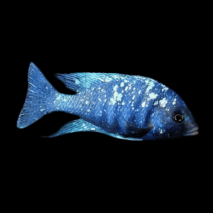 Placidochromis Phenochilus Star Sapphire African Cichlid 4cm