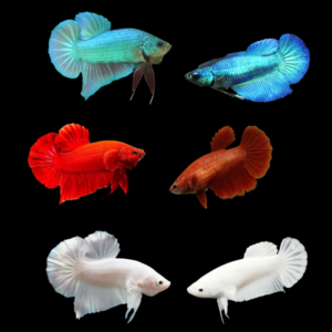 Plakat Betta Assorted Pair's Male & Female 3cm