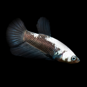 Plakat Betta Female Black Base 3cm