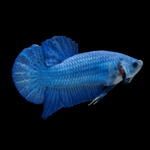Plakat Betta Female Blue 3cm