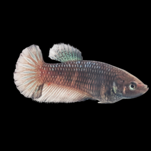 Plakat Betta Female Copper 3cm