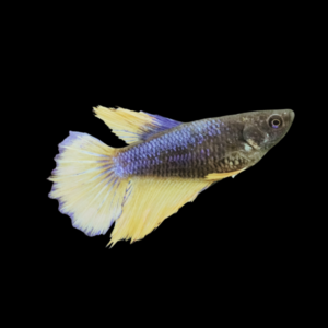 Plakat Betta Female Mustard Gas 3cm