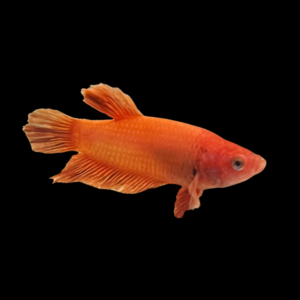 Plakat Betta Female Orange Base 3cm