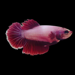 Plakat Betta Female Pink Base 3cm