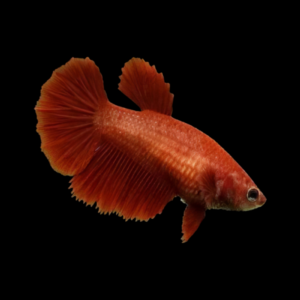 Plakat Betta Female Red 3cm