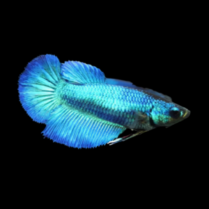 Plakat Betta Female Turquoise 3cm
