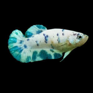 Plakat Betta Female Turquoise Base 3cm
