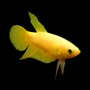 Plakat Betta Female Yellow Base 3cm