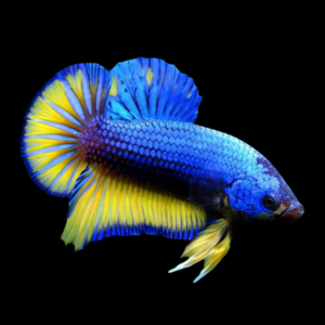 Plakat Betta Male Mustard Gas 3cm