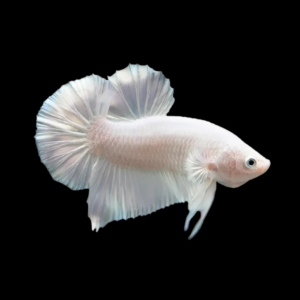 Plakat Betta Male Platinum 3cm