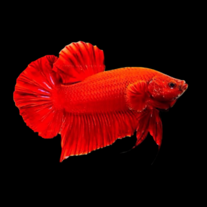 Plakat Betta Male Red 3cm