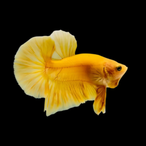Plakat Betta Male Yellow Base 3cm
