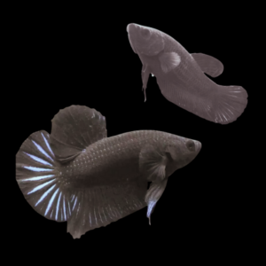 Plakat Betta Pair Male & Female Black 3cm