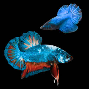 Plakat Betta Pair Male & Female Blue Base 3cm
