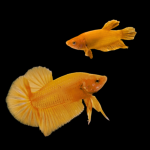 Plakat Betta Pair Male & Female Orange Base 3cm