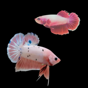 Plakat Betta Pair Male & Female Pink Base 3cm