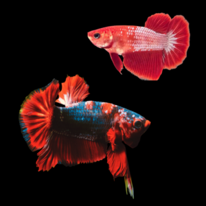 Plakat Betta Pair Male & Female Red Base 3cm