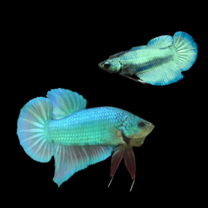 Plakat Betta Pair Male & Female Turquoise 3cm