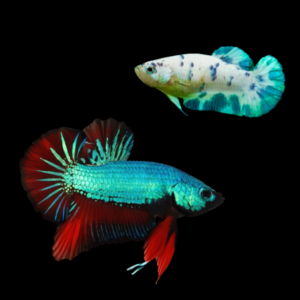 Plakat Betta Pair Male & Female Turquoise Base 3cm