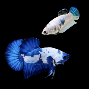 Plakat Betta Pair Male & Female White Base 3cm