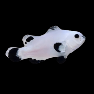 Plasma Storm Clownfish Amphiprion Ocellaris