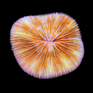 Plate Short Tenticle Hard Coral Fungia Sp