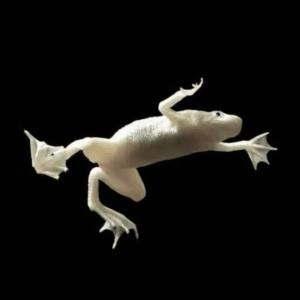 Platinum African Dwarf Frog Hymenochirus Boettgeri 3cm