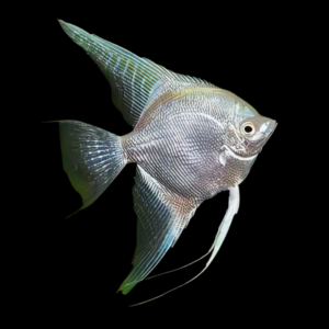 Platinum Angelfish Pterophyllum Scalare