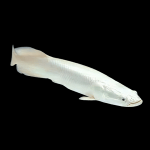 Platinum Arapaima Gigas 15cm