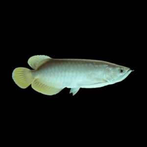 Platinum Asian Arowana Scleropages Formosus 20cm