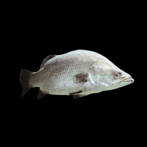 Platinum Barramundi Grouper Lates Calcarifer 30cm