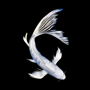 Platinum Butterfly Grade A Koi Carp Cyprinus Carpio