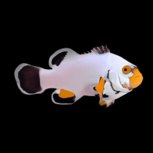 Platinum Clownfish Amphiprion Percula