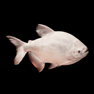 Platinum Pacu Albino Piaractus Brachypomus 5cm