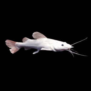 Platinum Red Tailed Catfish Phractocephalus Hemioliopterus 10cm