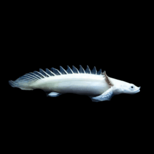 Platinum Saddled Endlicheri Bichir Polypterus Endlicheri Endlicheri 10cm