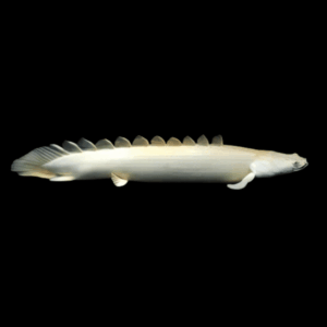 Platinum Senegal Bichir Polypterus Senegalus 10cm