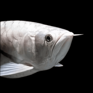 Platinum Silver Arowana Osteoglossum Bicirrhosum 10cm