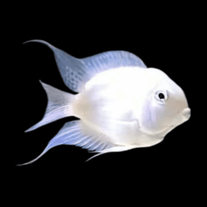 Platinum Snow White Parrot Fish Amatitlania x Cichlasoma Nigrofasciatus 4cm
