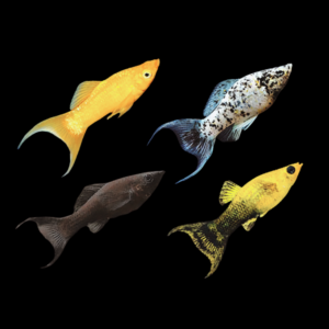 Assorted Lyretail Molly 3cm