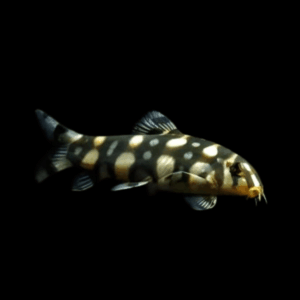 Angelicus Polka Dot Burmese Loach Botia Kubotai 5cm