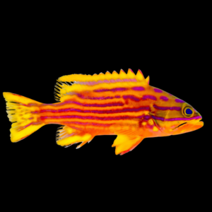 Polleni Grouper Cephalopholis Polleni