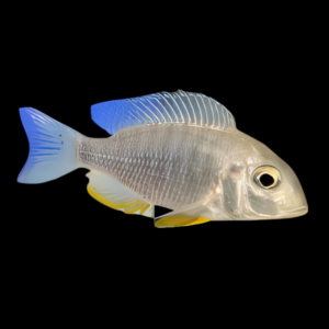 Poll's Congo Cichlid Ctenochromis Polli 5cm