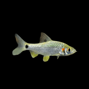 Pool Spotfin Swamp Puntius Sophore 4cm