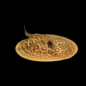 Freshwater Porcupine River Stingray Potamotrygon Hystrix 20cm