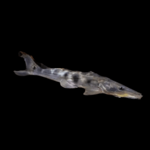 Porthole Shovelnose Catfish Hemisorubim Platyrhynchos 8cm