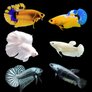 Premium Betta Assorted Pair's Male & Female 3cm