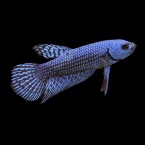 Premium Betta Female Alien Blue 3cm
