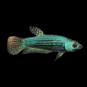 Premium Betta Female Alien Green 3cm